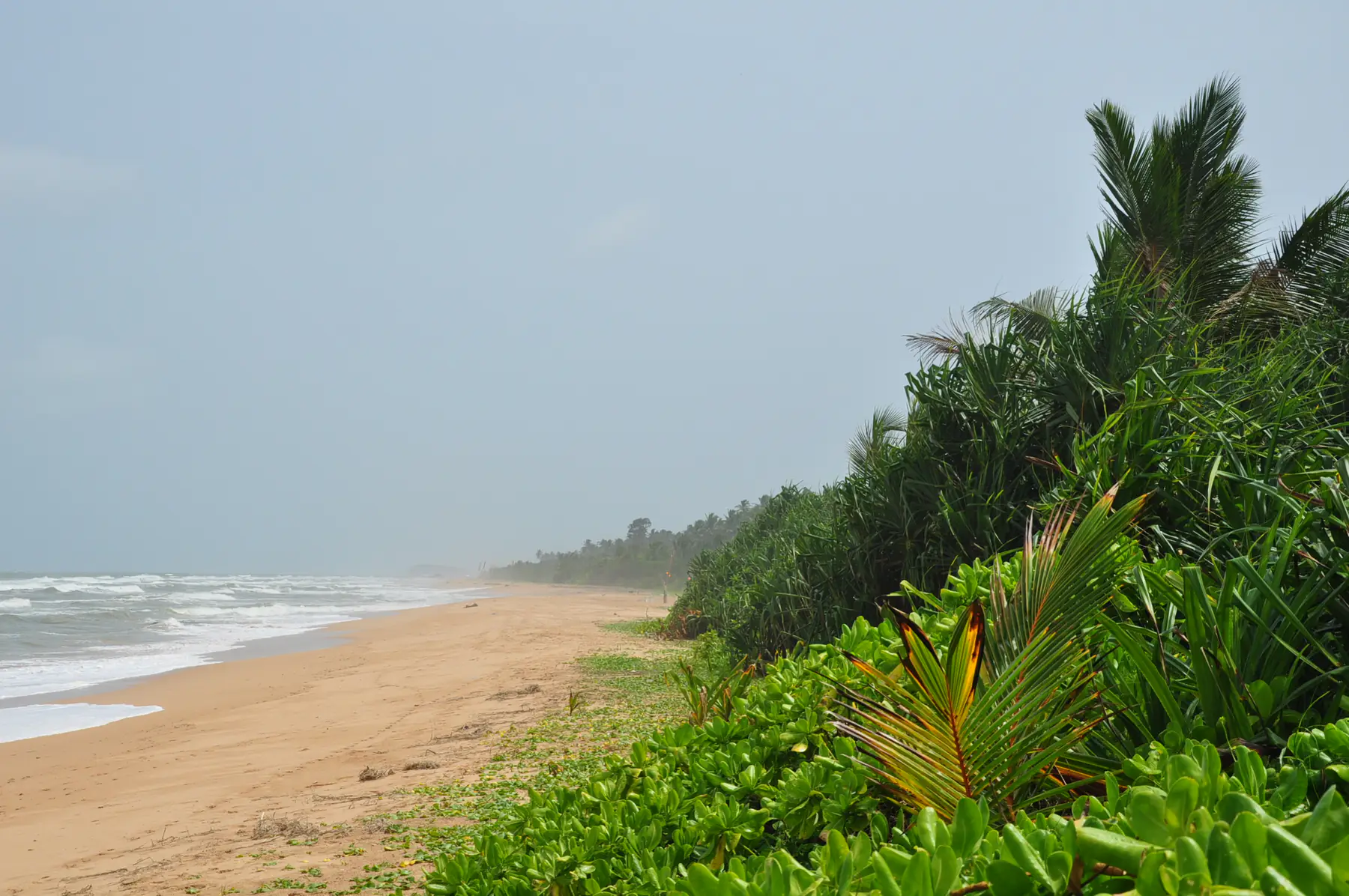 The beach at Bentota looking north, with sand, breaking waves and coastal palms under a pale sky.