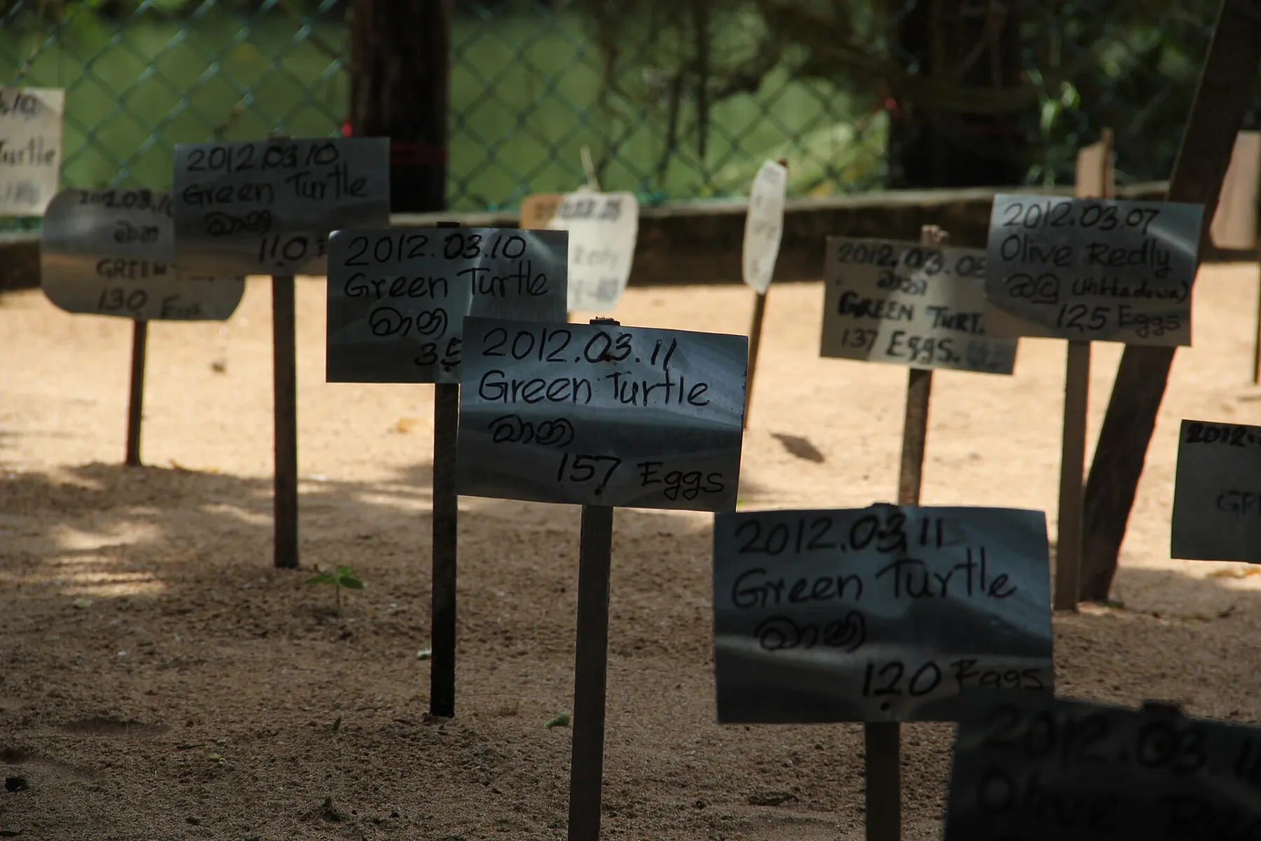 Hand-written signs on stakes mark buried green and olive ridley turtle nests, with dates and egg counts, at a Kosgoda hatchery.