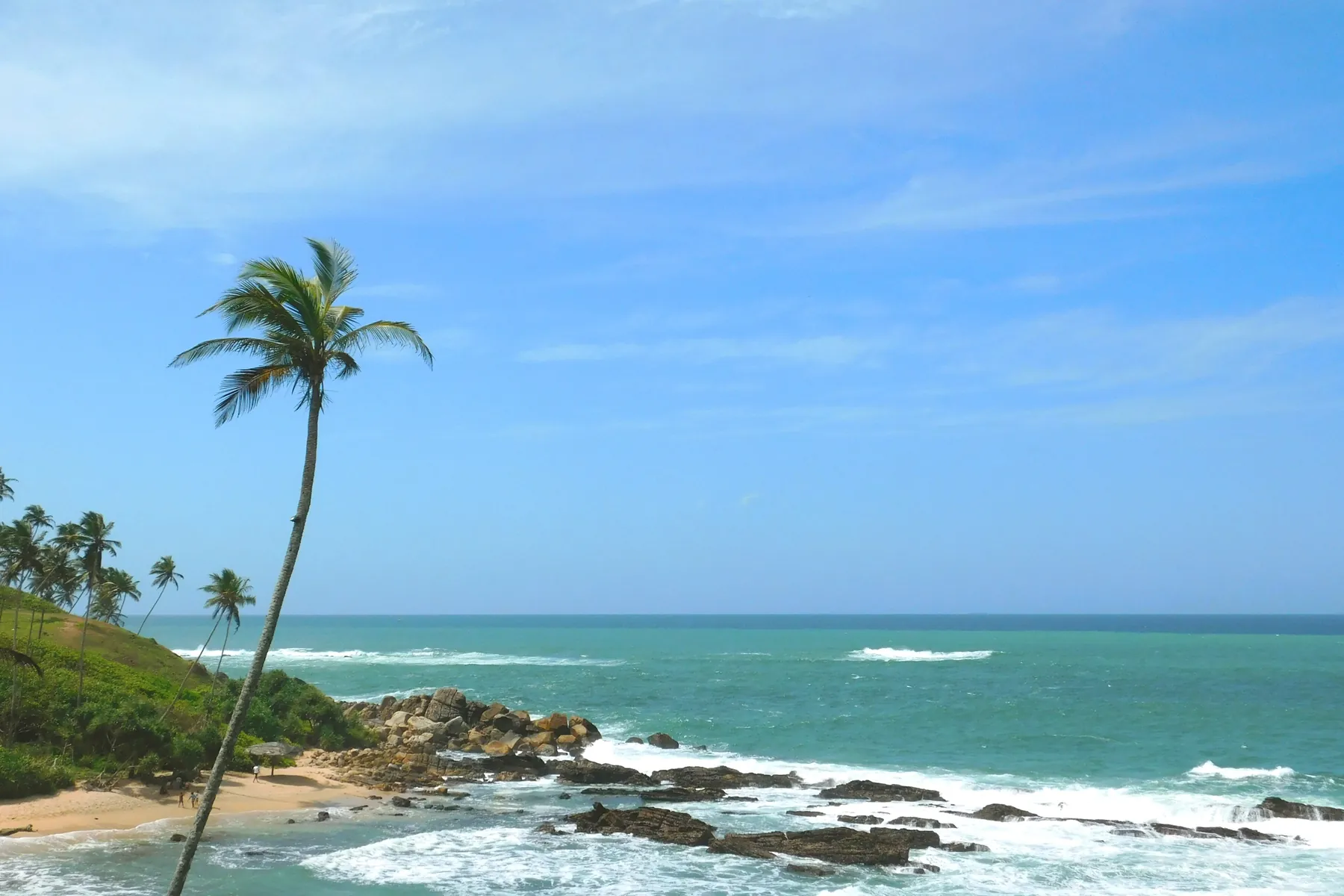 A palm tree above rocks and turquoise sea on the Mirissa coast.
