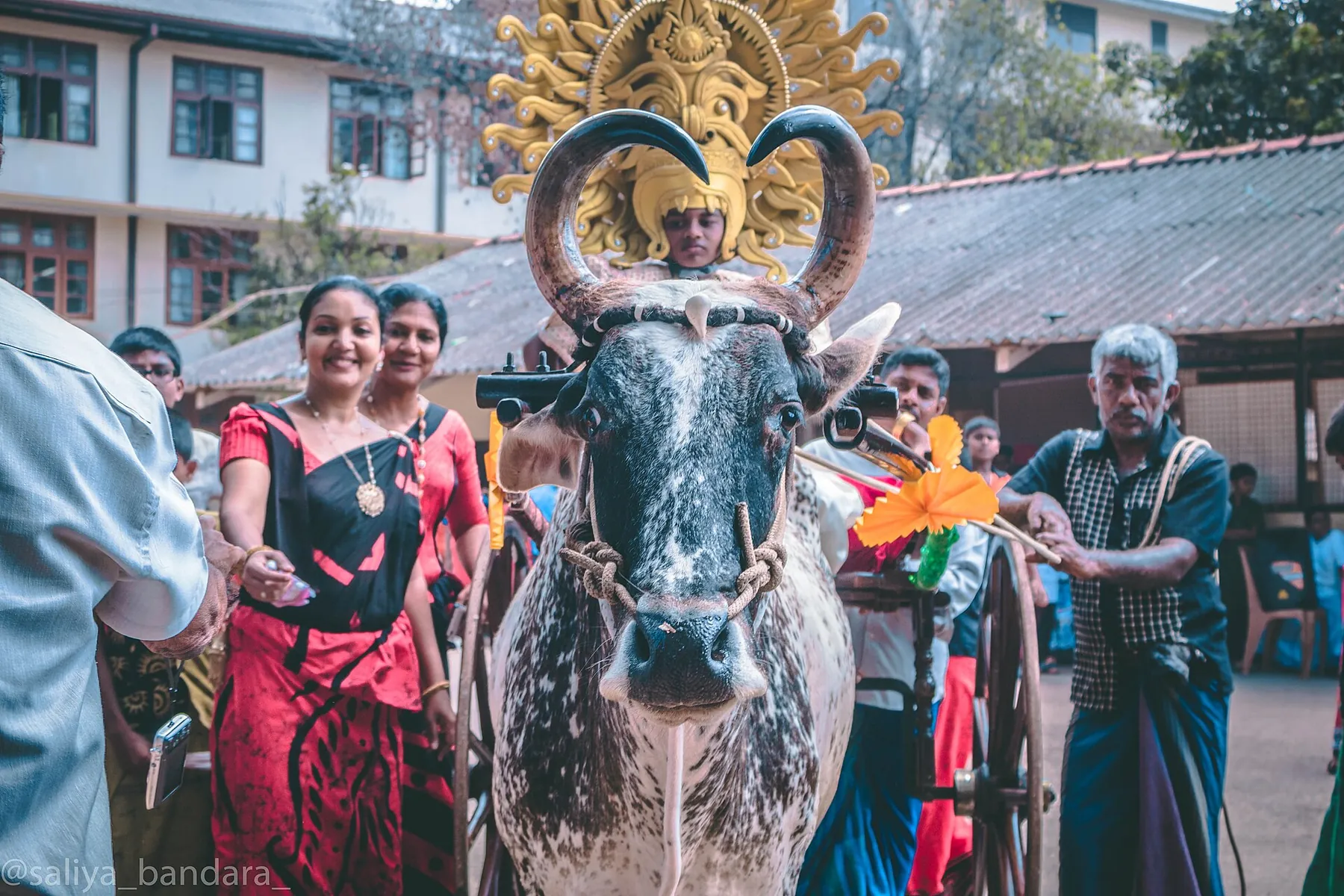 A decorated bull and people at a traditional Sinhala and Tamil New Year celebration.