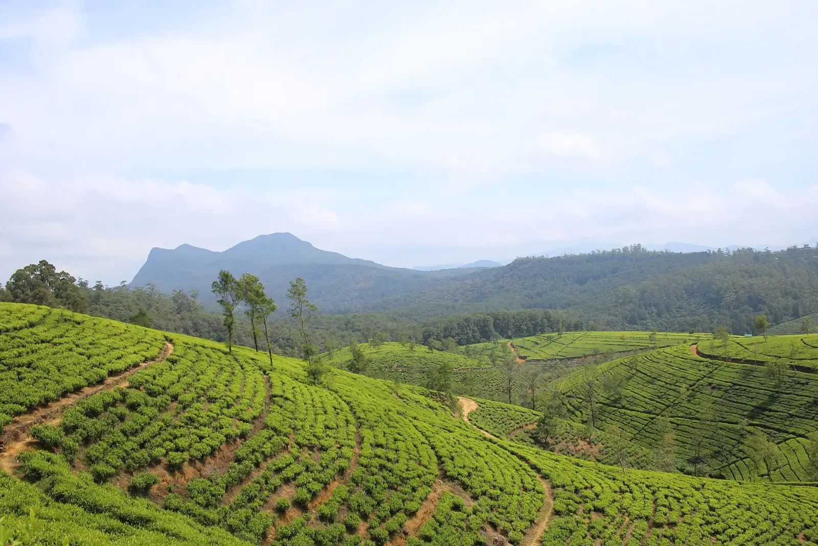 Rows of green tea bushes on rolling hills near Nuwara Eliya, with a mountain peak and blue sky behind.