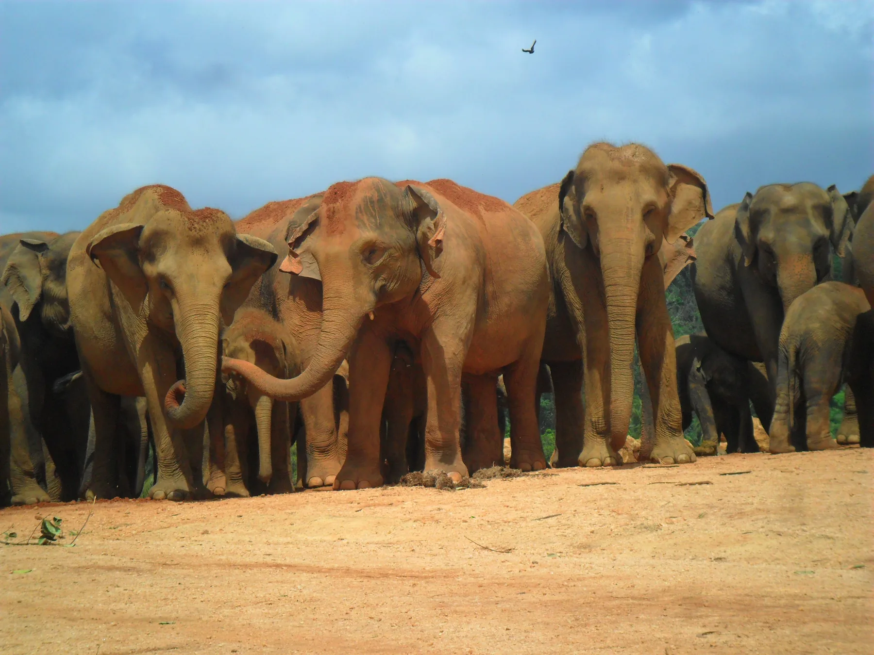 A herd of Asian elephants standing close together on red earth at the Pinnawala Elephant Orphanage under a cloudy blue sky.