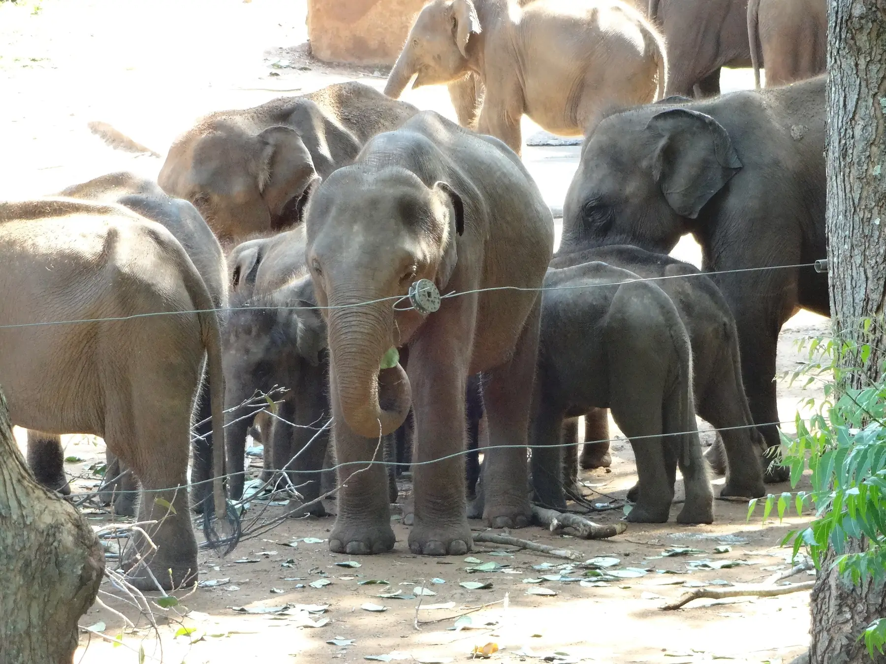 A group of young elephants crowded together behind a wire fence at the Udawalawe Elephant Transit Home, one with a trunk curled around green leaves.