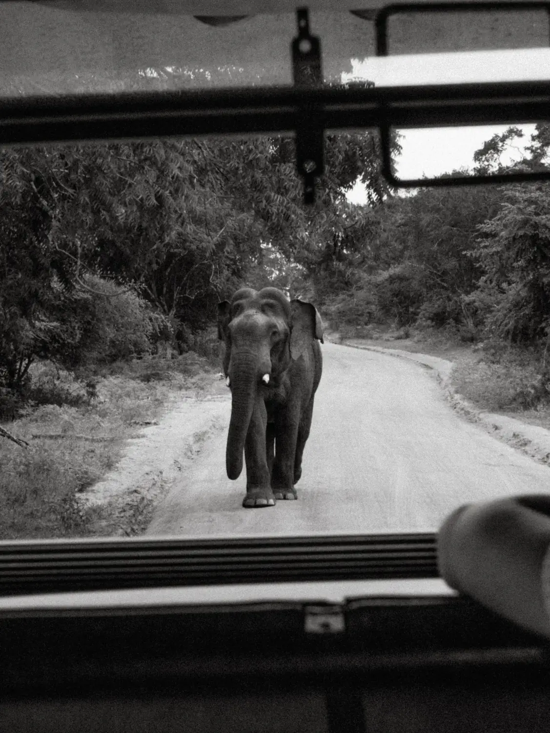 A wild elephant beside a safari jeep in Yala National Park.