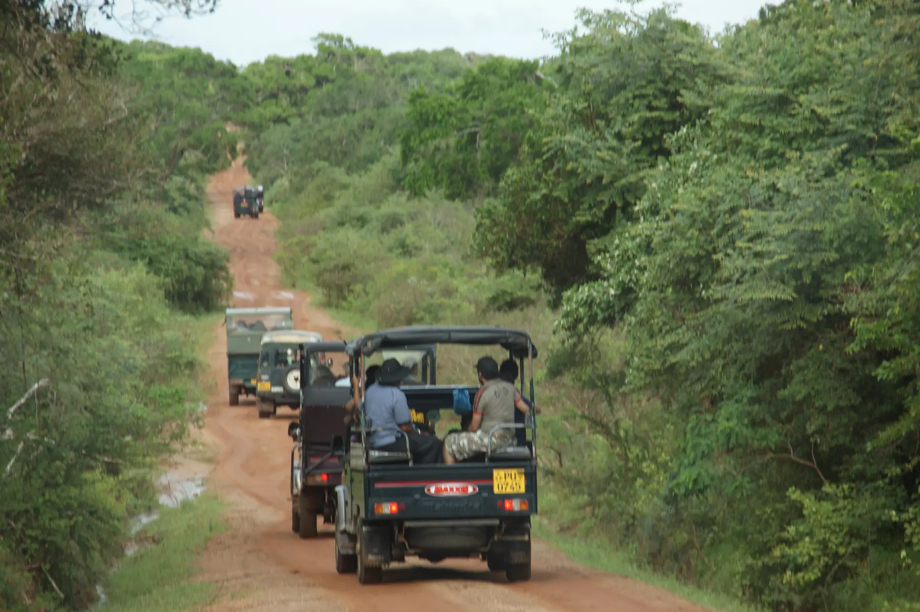 Safari jeeps driving in a line along a red dirt track through green scrub in Yala National Park.
